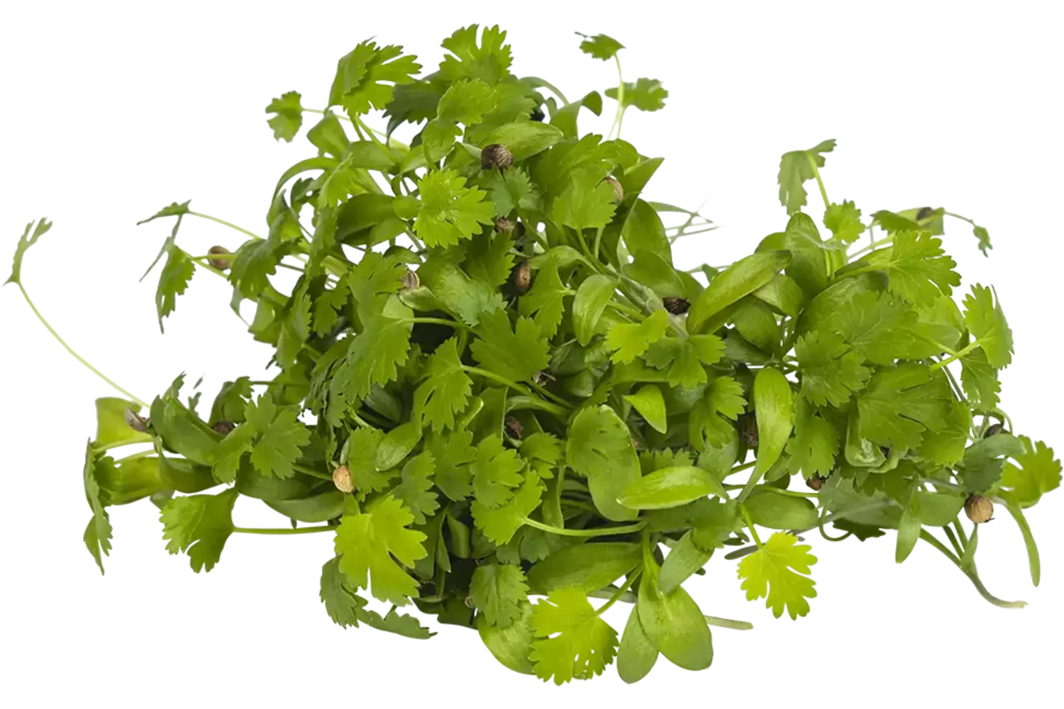 Koriander cress 25gr stuk 1
